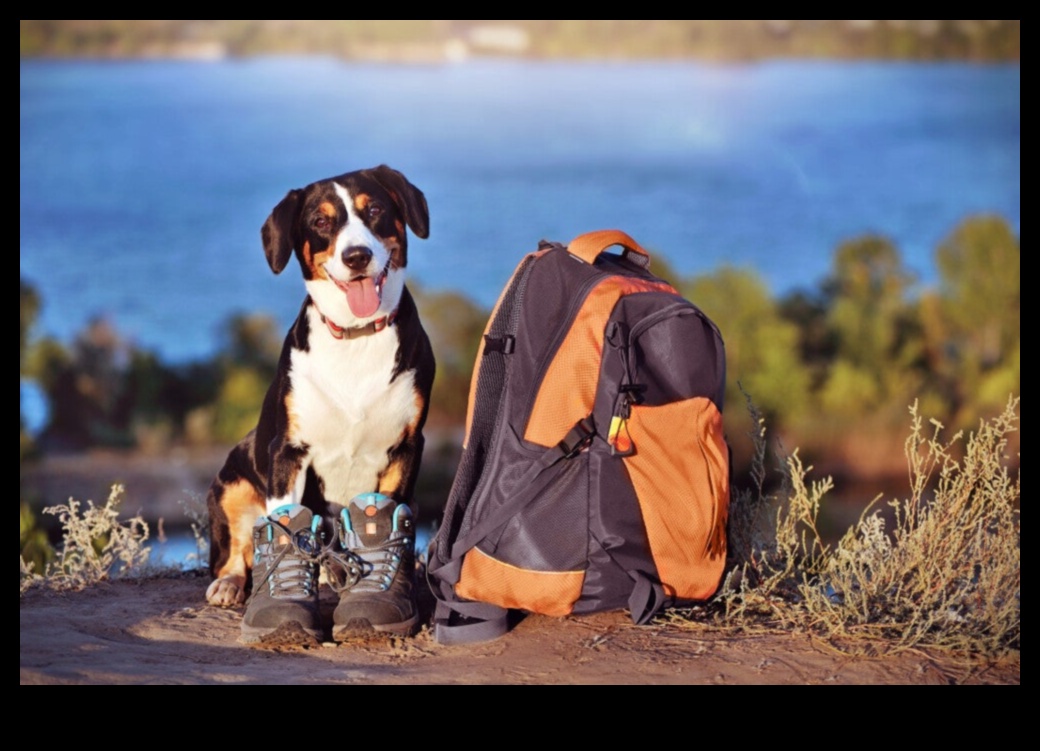 Υπαίθριες Περιπέτειες: Εξερεύνηση ασφαλών υπαίθριων δραστηριοτήτων με κατοικίδια