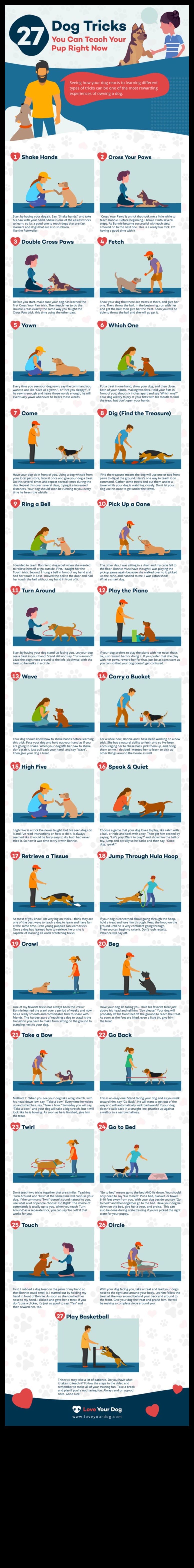 Κυνική δημιουργικότητα: Διδάσκοντας στον σκύλο σας διασκεδαστικά κόλπα και εντολές