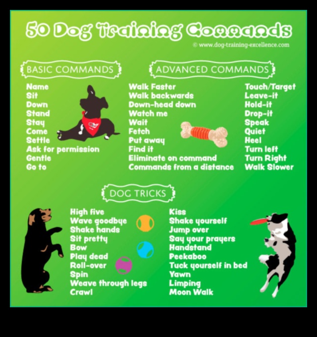 Κυνική δημιουργικότητα: Διδάσκοντας στον σκύλο σας διασκεδαστικά κόλπα και εντολές