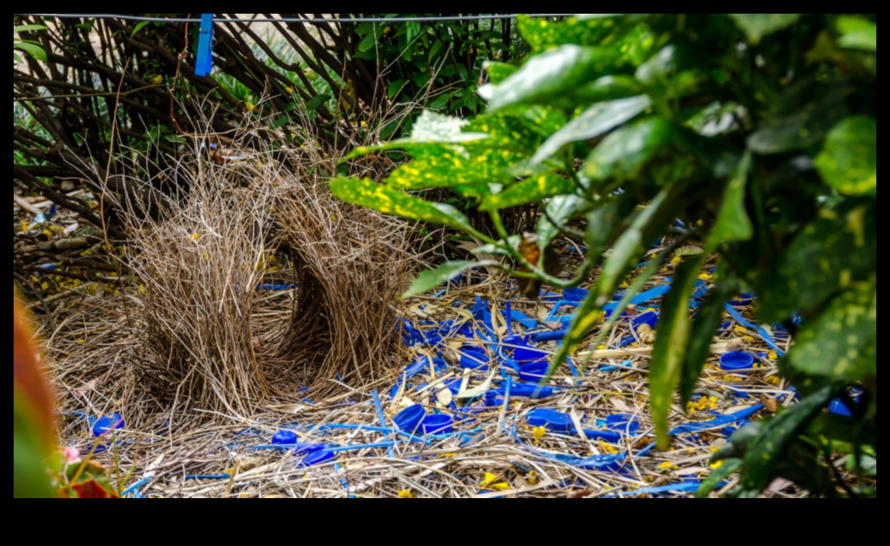 Φτερωτοί αρχιτέκτονες που εξετάζουν την κατασκευή περίτεχνων φωλιών πουλιών 5 Φτερωτοί Αρχιτέκτονες: Εξετάζοντας την Κατασκευή περίτεχνων Φωλιών Πτηνών