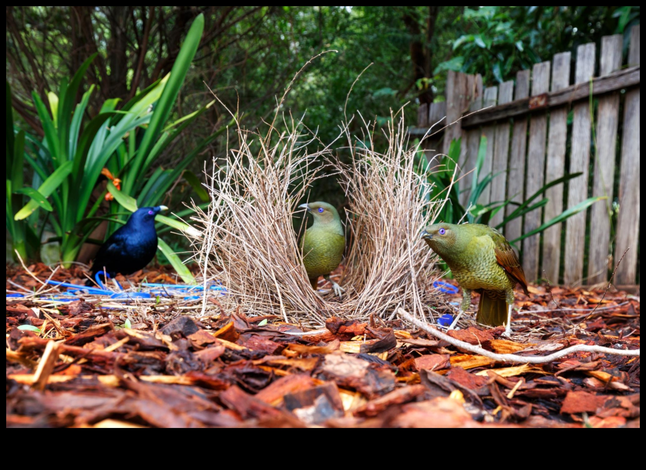 Φτερωτοί αρχιτέκτονες που εξετάζουν την κατασκευή περίτεχνων φωλιών πουλιών 2 Φτερωτοί Αρχιτέκτονες: Εξετάζοντας την Κατασκευή περίτεχνων Φωλιών Πτηνών