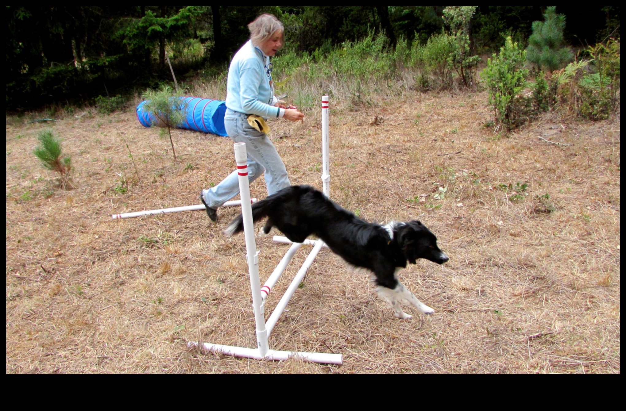 Pocket Pet Playground: DIY Μαθήματα Εμπόδια για Μικρά Ζώα