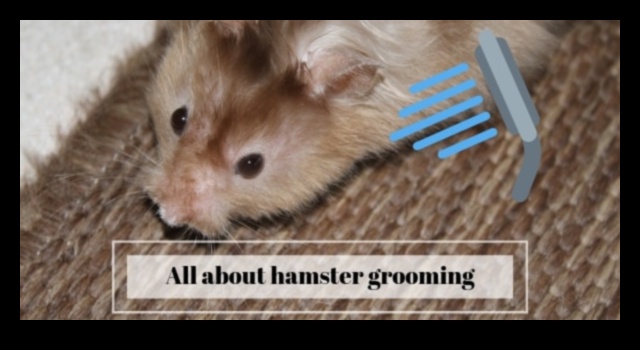 Οδηγός περιποίησης χάμστερ: Συμβουλές για να διατηρείτε το κατοικίδιό σας περιποιημένο