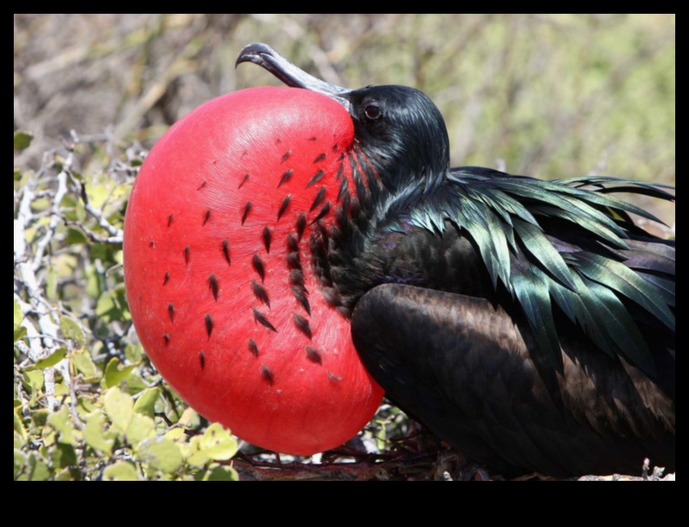 Φτερωτοί φίλοι Συνέχεια: Πουλιά με μοναδικές εμφανίσεις ερωτοτροπιών