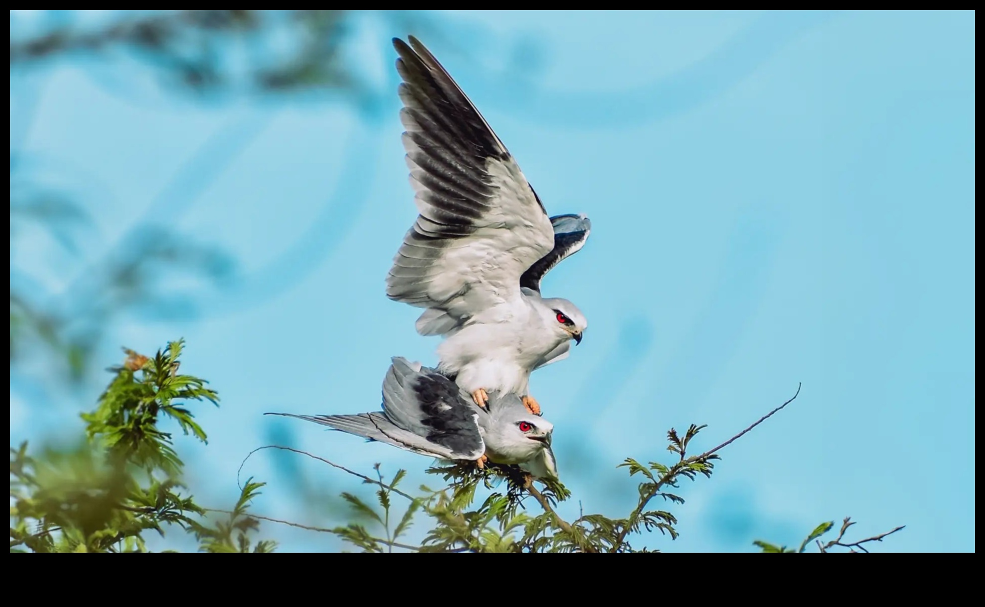 Φτερωτοί φίλοι Συνέχεια: Πουλιά με μοναδικές εμφανίσεις ερωτοτροπιών