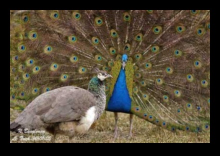 Φτερωτοί φίλοι Συνέχεια: Πουλιά με μοναδικές εμφανίσεις ερωτοτροπιών