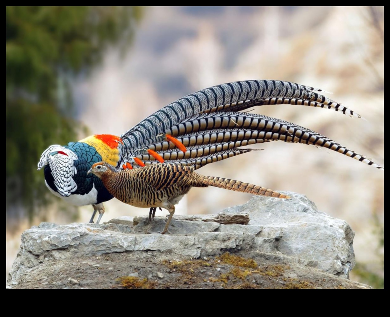 Φτερωτοί φίλοι Συνέχεια: Πουλιά με μοναδικές εμφανίσεις ερωτοτροπιών