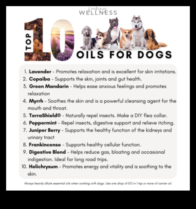 Σπιτικές συνταγές σαμπουάν για σκύλους DIY λύσεις για ένα καθαρό κουτάβι 4 Συνταγές για σπιτικό σαμπουάν για σκύλους: DIY λύσεις για ένα καθαρό κουτάβι