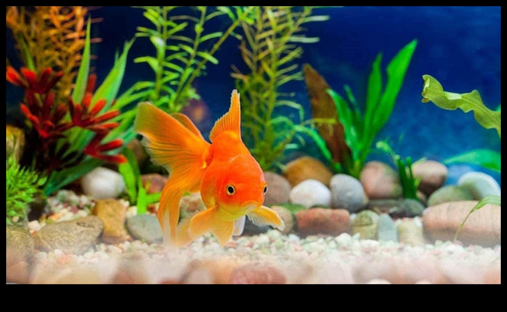 Aqua Adornments Συνέχεια: Ενισχύοντας την αισθητική της δεξαμενής ψαριών σας