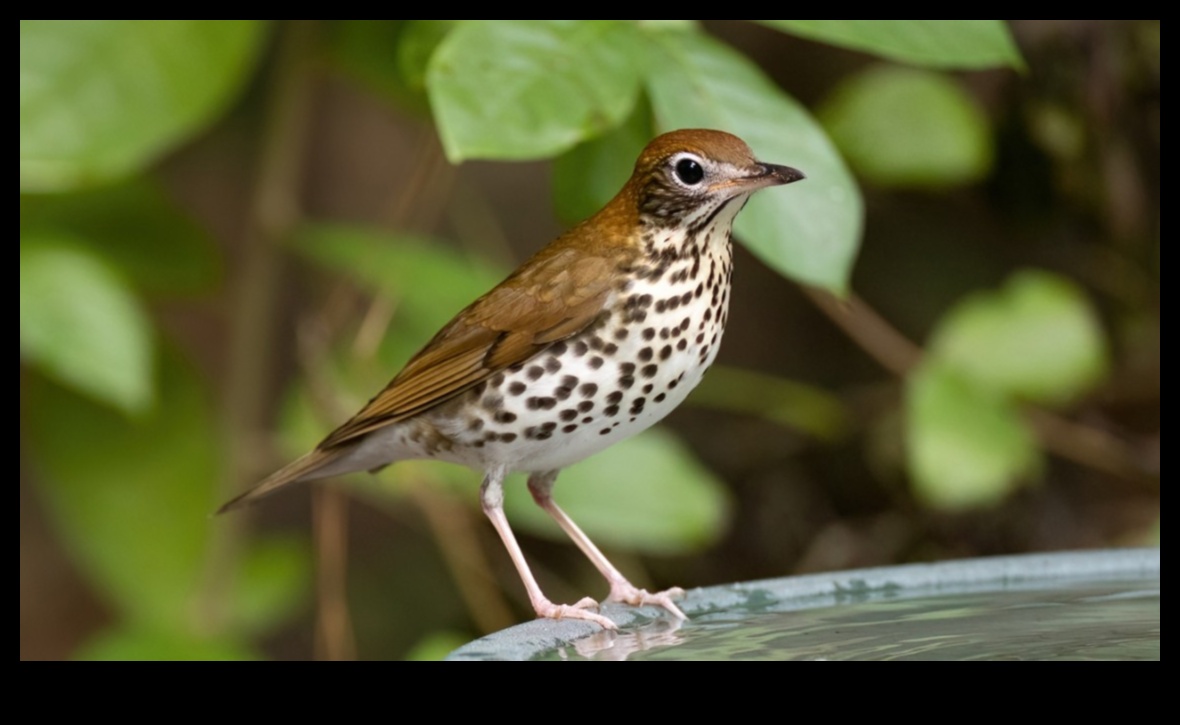 Bird Conservation Chronicles: Προσπάθειες για την προστασία των απειλούμενων ειδών