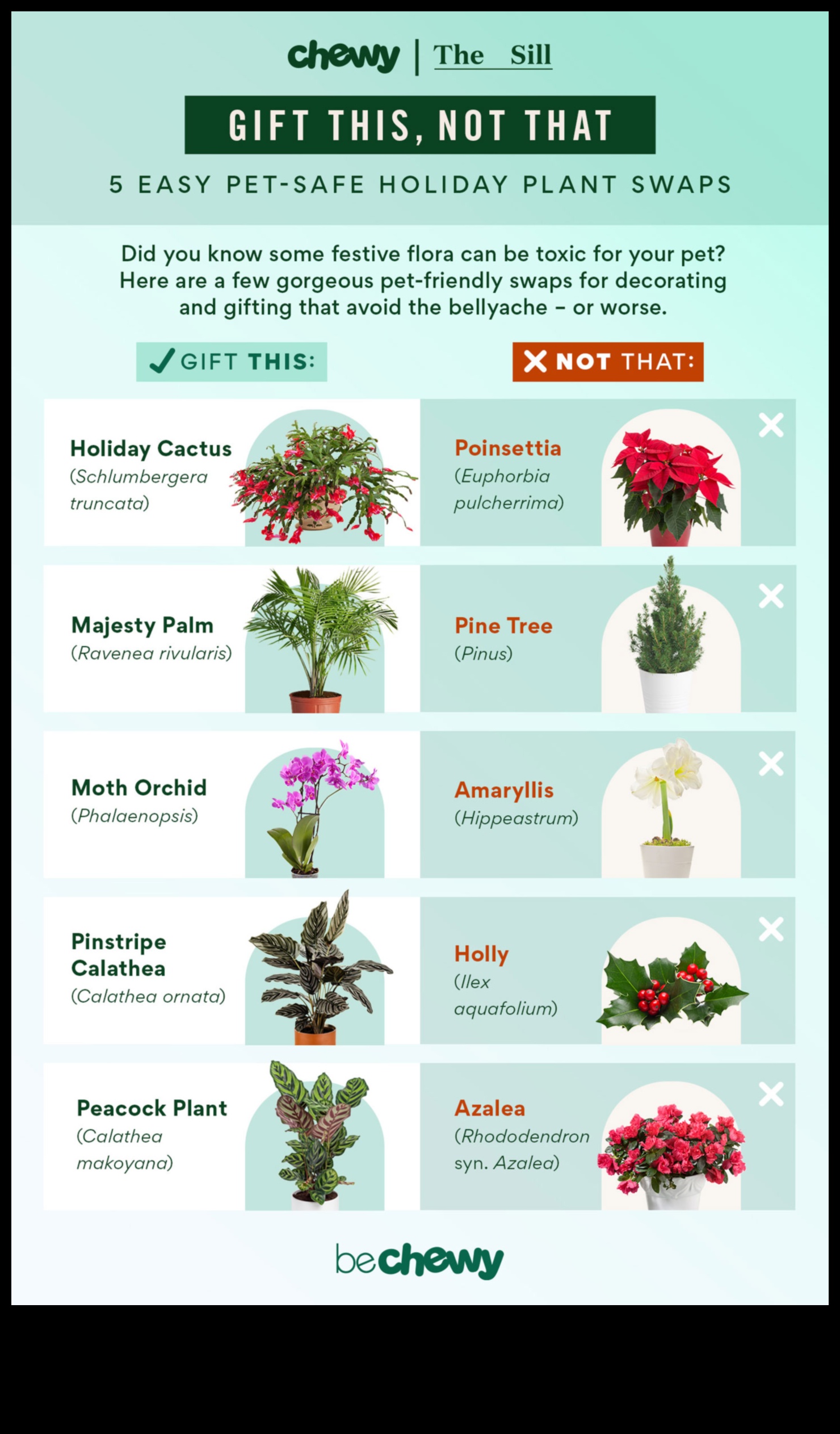 Φυτά ασφαλή για κατοικίδια: Πράσινο για ένα σπίτι φιλικό προς τα κατοικίδια