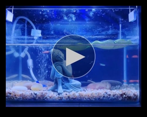 Aqua Adornment Aesthetics: Βελτιώστε την εμφάνιση της δεξαμενής σας με αξεσουάρ