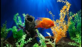 Aqua Adornments Συνέχεια: Ενισχύοντας την αισθητική της δεξαμενής ψαριών σας