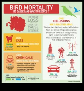 Bird Conservation Chronicles: Προσπάθειες για την προστασία των απειλούμενων ειδών