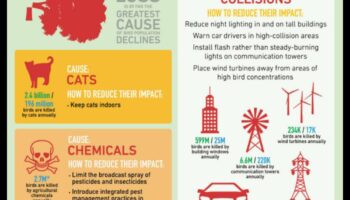 Bird Conservation Chronicles: Προσπάθειες για την προστασία των απειλούμενων ειδών