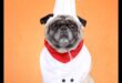 Canine Chef Challenge: Cooking Up Homemade Treats for Dogs