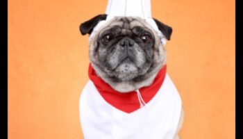 Canine Chef Challenge: Cooking Up Homemade Treats for Dogs