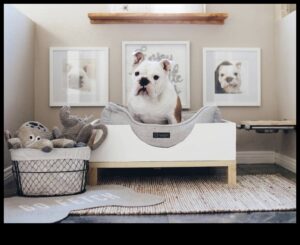 DIY Doggy Decor: Δημιουργώντας κομψά αξεσουάρ για το κουτάβι σας