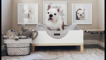 DIY Doggy Decor: Δημιουργώντας κομψά αξεσουάρ για το κουτάβι σας