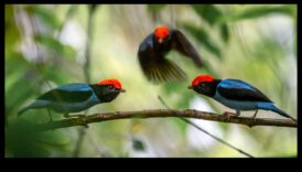 Φτερωτοί φίλοι Συνέχεια: Πουλιά με μοναδικές εμφανίσεις ερωτοτροπιών