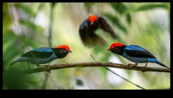 Φτερωτοί φίλοι Συνέχεια: Πουλιά με μοναδικές εμφανίσεις ερωτοτροπιών