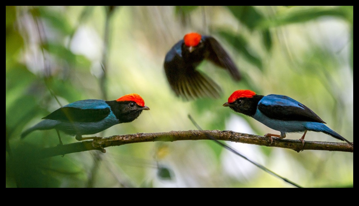 Φτερωτοί φίλοι Συνέχεια: Πουλιά με μοναδικές εμφανίσεις ερωτοτροπιών