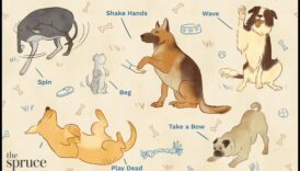 Κυνική δημιουργικότητα: Διδάσκοντας στον σκύλο σας διασκεδαστικά κόλπα και εντολές