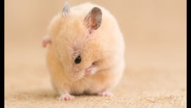 Οδηγός περιποίησης χάμστερ: Συμβουλές για να διατηρείτε το κατοικίδιό σας περιποιημένο