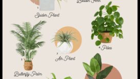 Φυτά ασφαλή για κατοικίδια: Πράσινο για ένα σπίτι φιλικό προς τα κατοικίδια