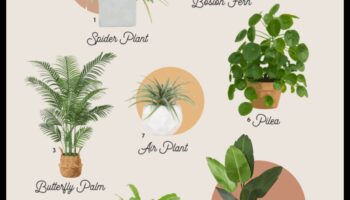 Φυτά ασφαλή για κατοικίδια: Πράσινο για ένα σπίτι φιλικό προς τα κατοικίδια