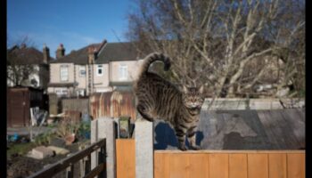 Στεγανοποίηση του κήπου σας με κατοικίδια: Δημιουργία ασφαλούς υπαίθριου χώρου για ζώα