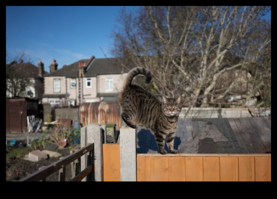 Στεγανοποίηση του κήπου σας με κατοικίδια: Δημιουργία ασφαλούς υπαίθριου χώρου για ζώα