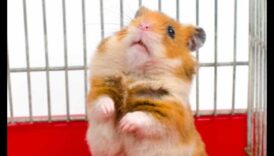 Συμβουλές για ταξίδια χάμστερ Συνέχεια: Προετοιμασία για ταξίδια χωρίς άγχος