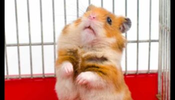 Συμβουλές για ταξίδια χάμστερ Συνέχεια: Προετοιμασία για ταξίδια χωρίς άγχος