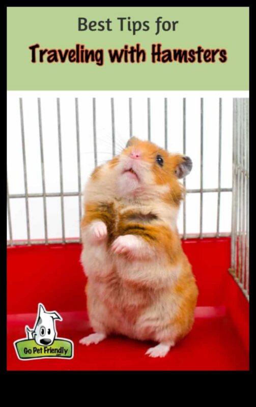 Συμβουλές για ταξίδια χάμστερ Συνέχεια: Προετοιμασία για ταξίδια χωρίς άγχος