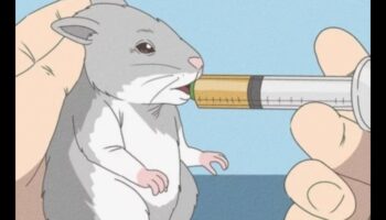 Hamster Teeth Talk: Συμβουλές για την οδοντιατρική φροντίδα και τις ανάγκες μάσησης