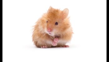 Έλεγχος υγείας χάμστερ: Τακτικές εξετάσεις και συμβουλές παρακολούθησης