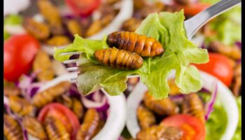 The Future of Food: Embracing a Vegan Paradigm