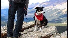 Υπαίθριες Περιπέτειες: Εξερεύνηση ασφαλών υπαίθριων δραστηριοτήτων με κατοικίδια