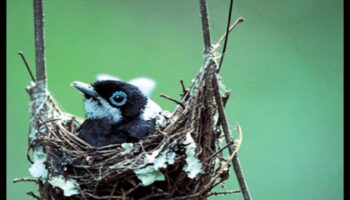 Φτερωτοί Αρχιτέκτονες: Εξετάζοντας την Κατασκευή περίτεχνων Φωλιών Πτηνών